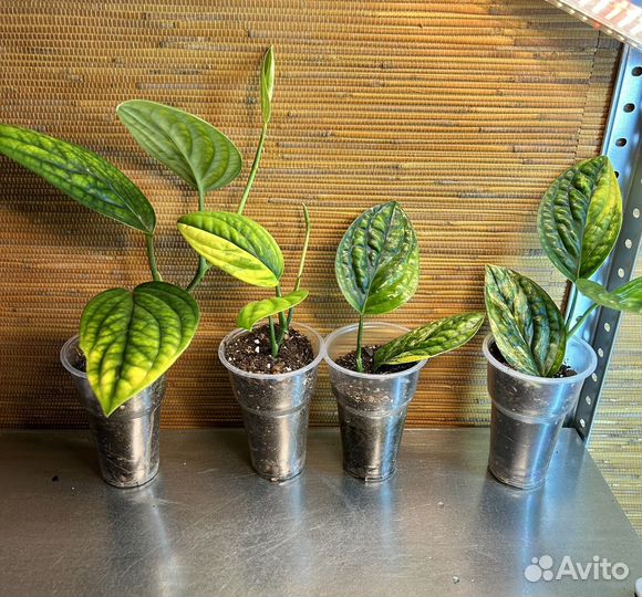 Монстеры разные