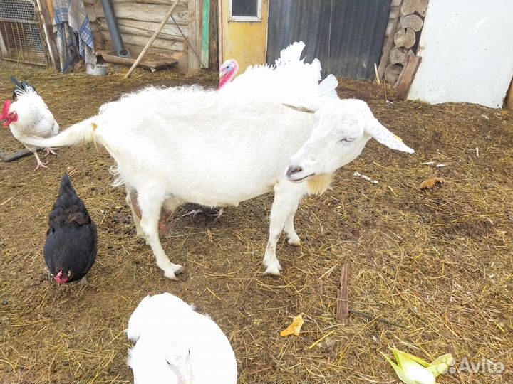 Зааненская дойная коза