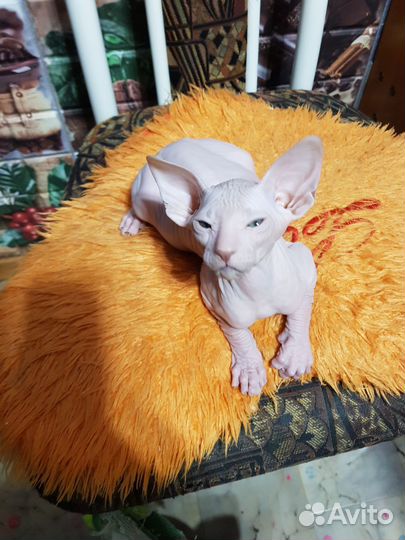 Петерболд, ориентал