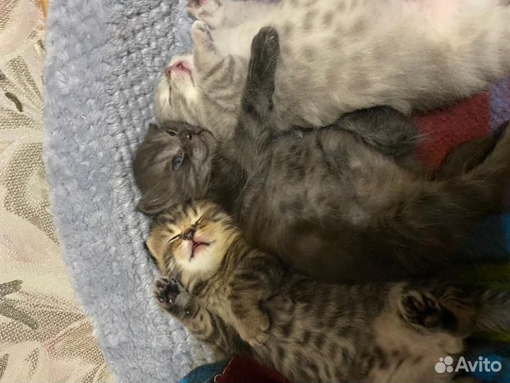 Шотландские котята