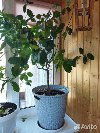 Лимонное дерево с плодами