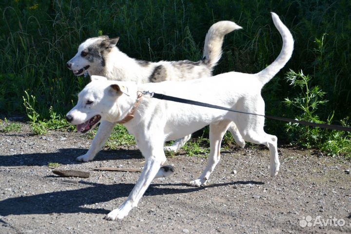 Каспер ищет дом