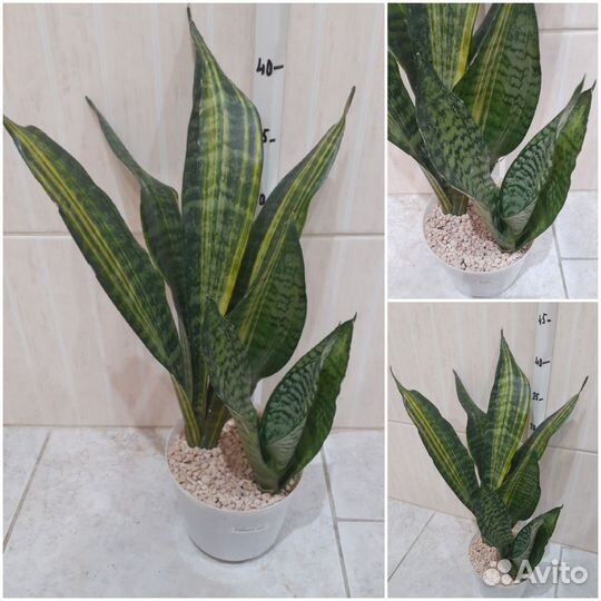 Сансевиеря сортовая в ассортименте