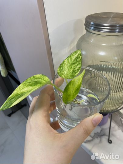 Комнатные растения