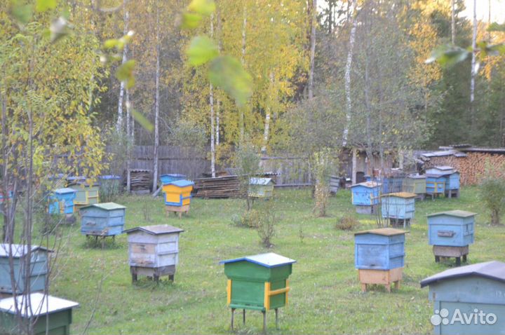 Мед цветочный с липовым 2023