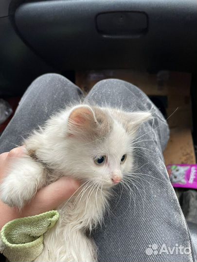 Кошка в дар бесплатно