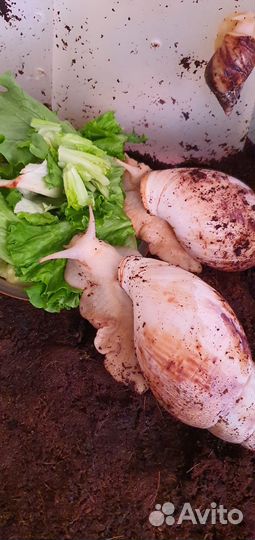 Улитки ахатины большие