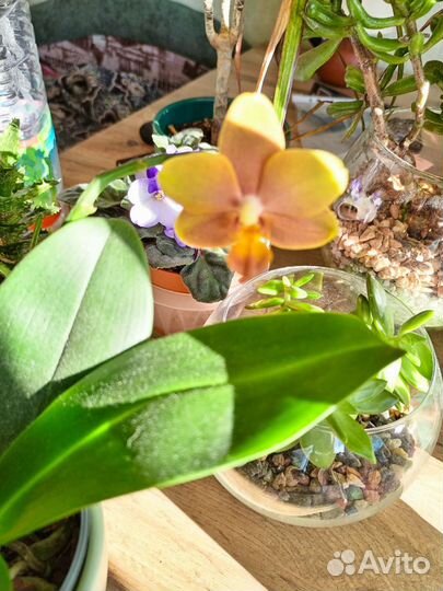 Орхидея фаленопсис