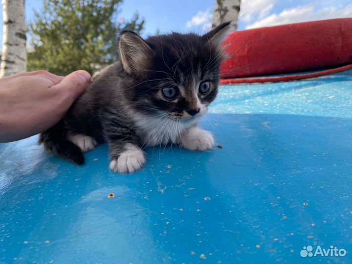 Отдам в добрые руки котят