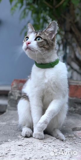 Молодая кошка ищет дом