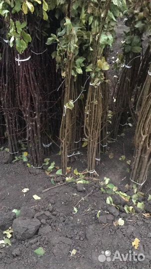 Саженцы плодовых деревьев