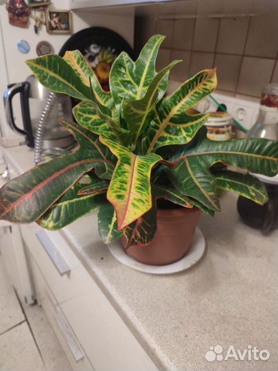 Протон Петра