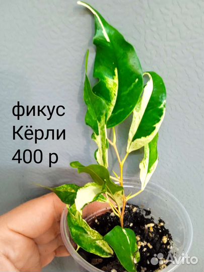 Сортовые фикусы. Часть 2