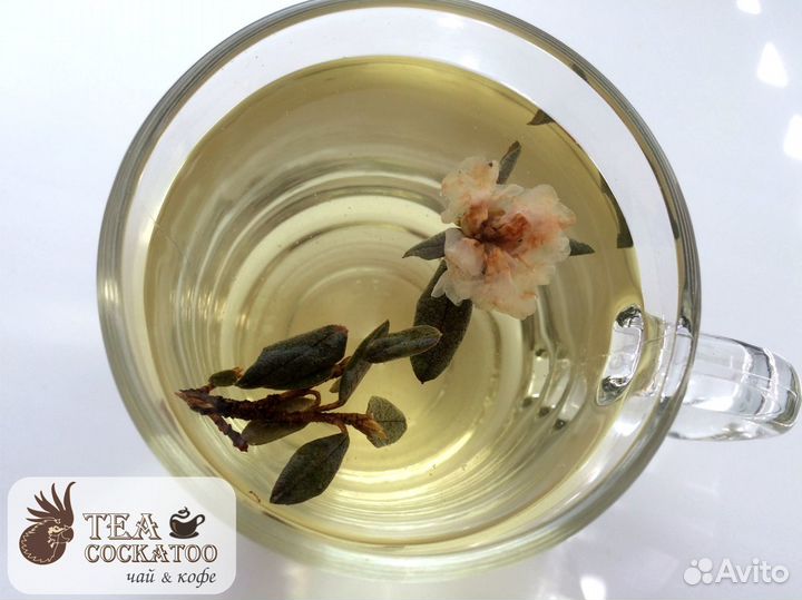 Саган-дайля (Белое крыло)