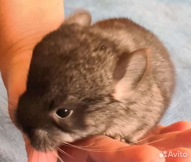 Малышки Шиншишки