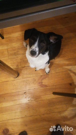 Отдам в добрые руки