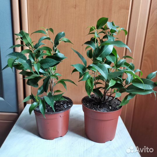 Фикус бенджамина