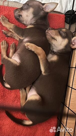 Той-терьер щенки