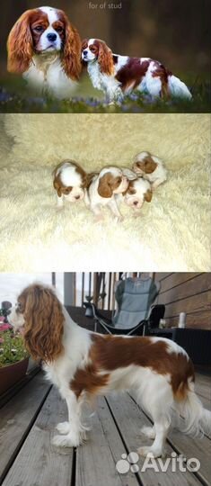 Кавалер кинг чарльз спаниель