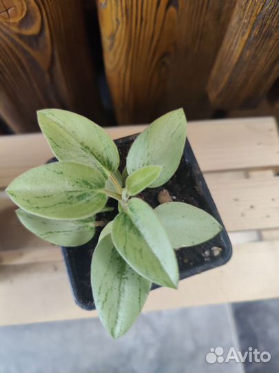 Аглаонема, филодендрон, ктенанта, пеперомия и др