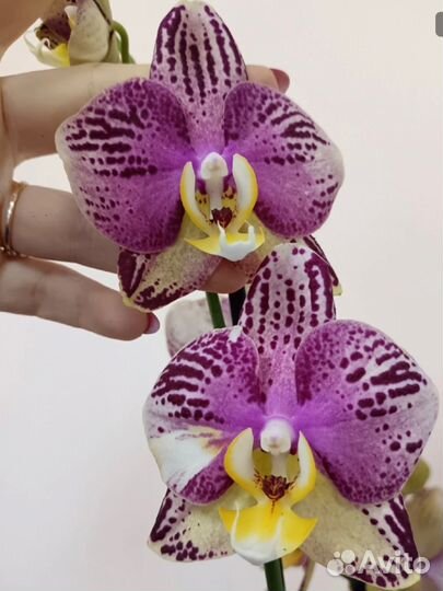 Орхидеи домашние