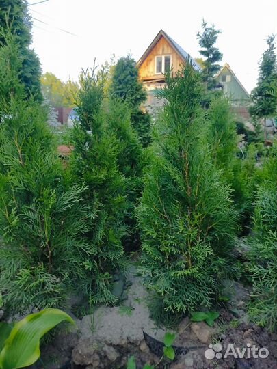 Туя смарагд саженцы