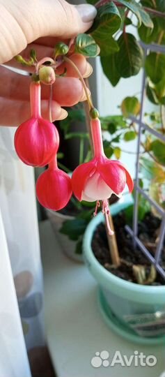 Комнатные цветы фуксия
