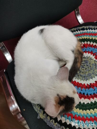 Молодая кошечка