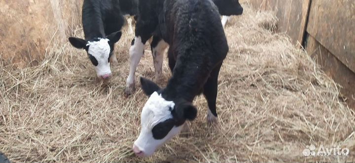 Бычки элитные