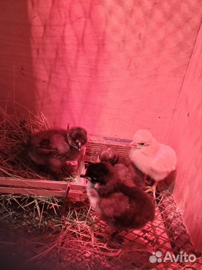 Яйцо инкубационное