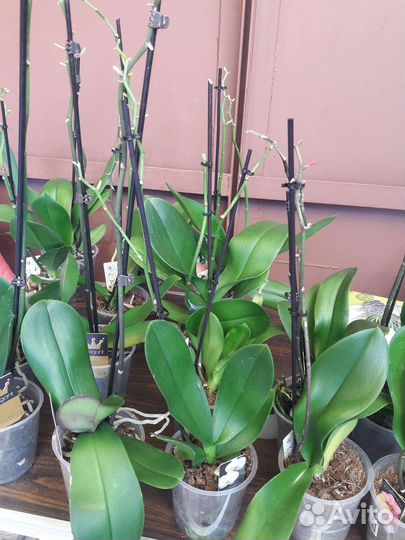 Орхидеи отцветашки