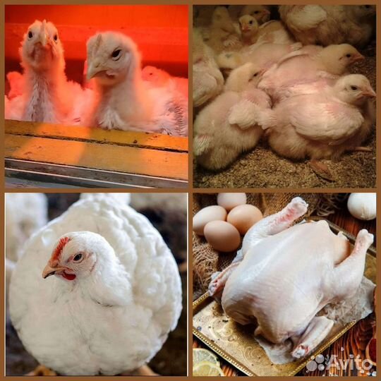 Домашние куры бройлеры