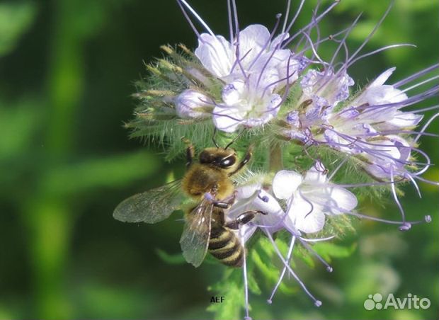 Мёд 24 года натуральный опт