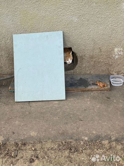 Бездомный котенок ищет дом и любящую семью