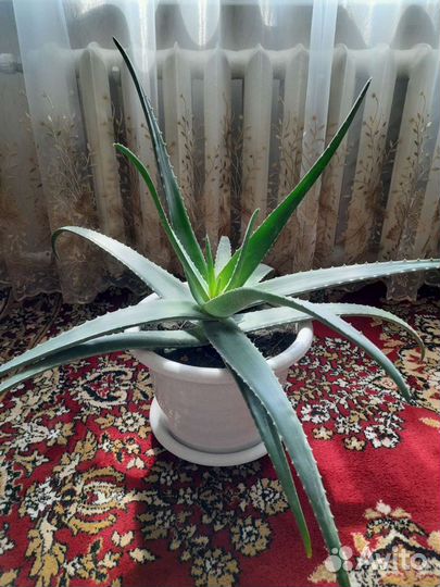 Алоэ вера