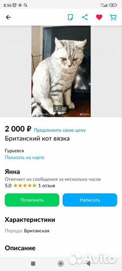 Британские котята