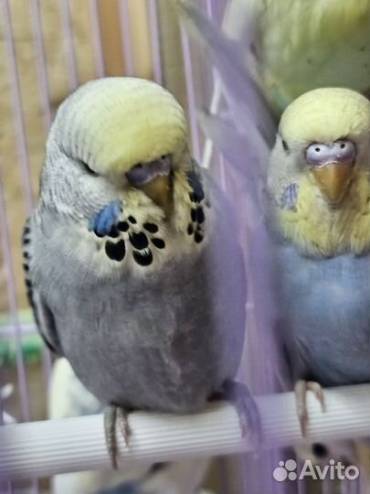 Выстовочные волнистые попугаи чехи.Ввп