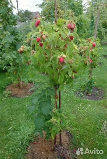 Малиновое дерево «Таруса»