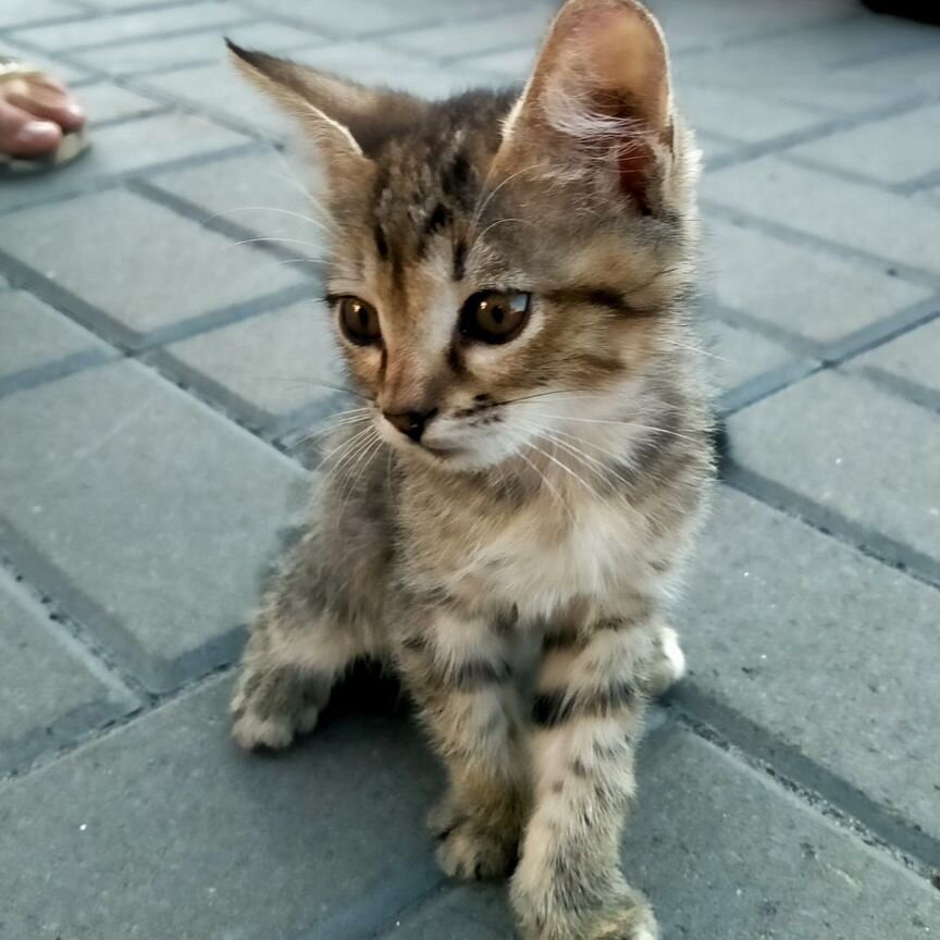 Котята в добрые руки бесплатно две девочки