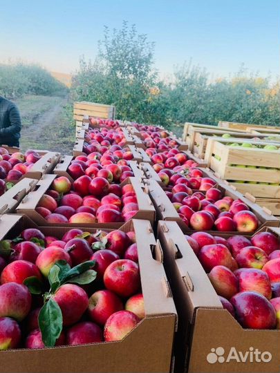 Яблоки урожай 2023 2-й сорт