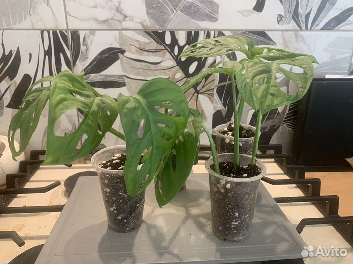 Монстера манки