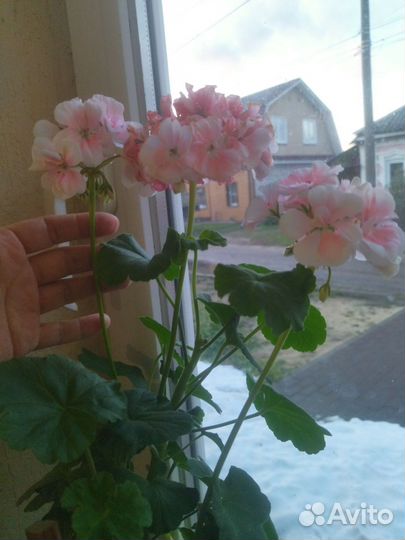 Пеларгония герань сортовая