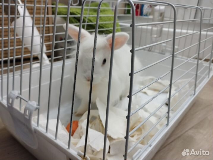 Белый кролик с клеткой