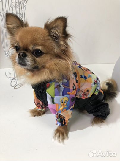 Пошив одежды для собак