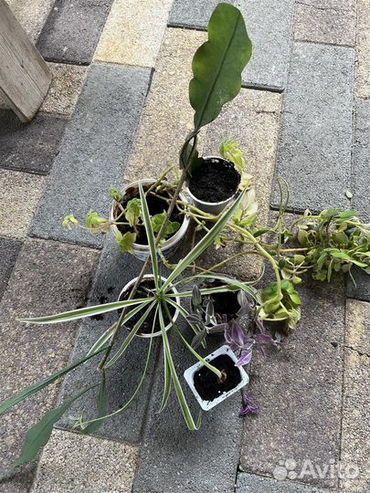 Распродаю цветы только комплектами по 5 штук