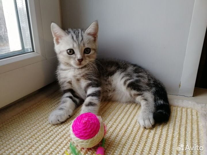 Шотландский котик