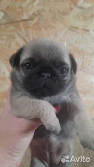 Щенки мопса