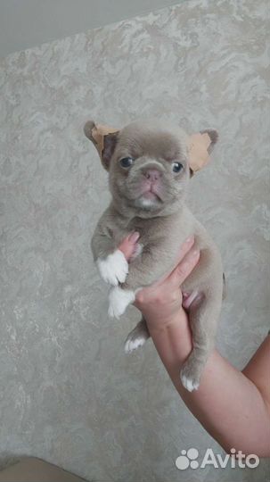 Шикарные братики