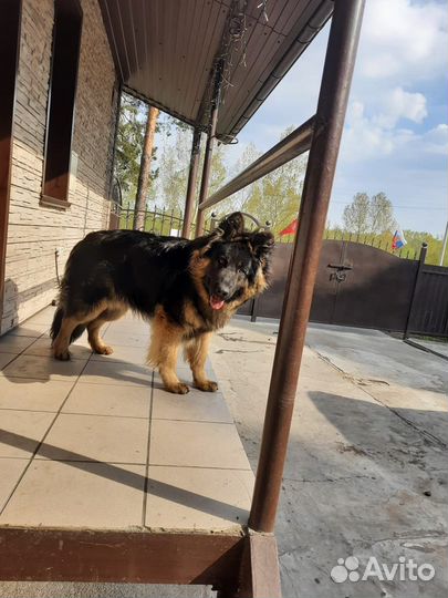 Продам щенков