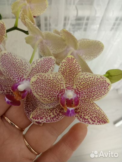 Орхидея фаленопсис